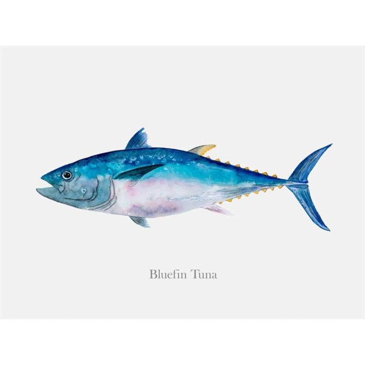 Bluefin Tuna Portrait, Canvas Wall Art | Ivystone